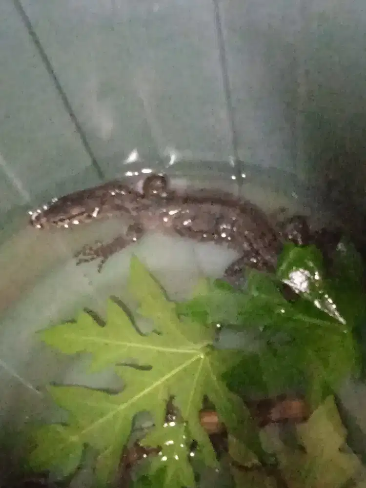 AnakaN BiawaK 60cm