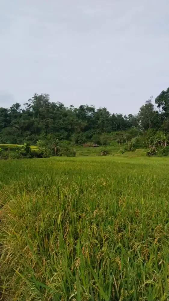 Di jual lahan bukit datar 1,2 Hektar view pegunungan yang indah alami