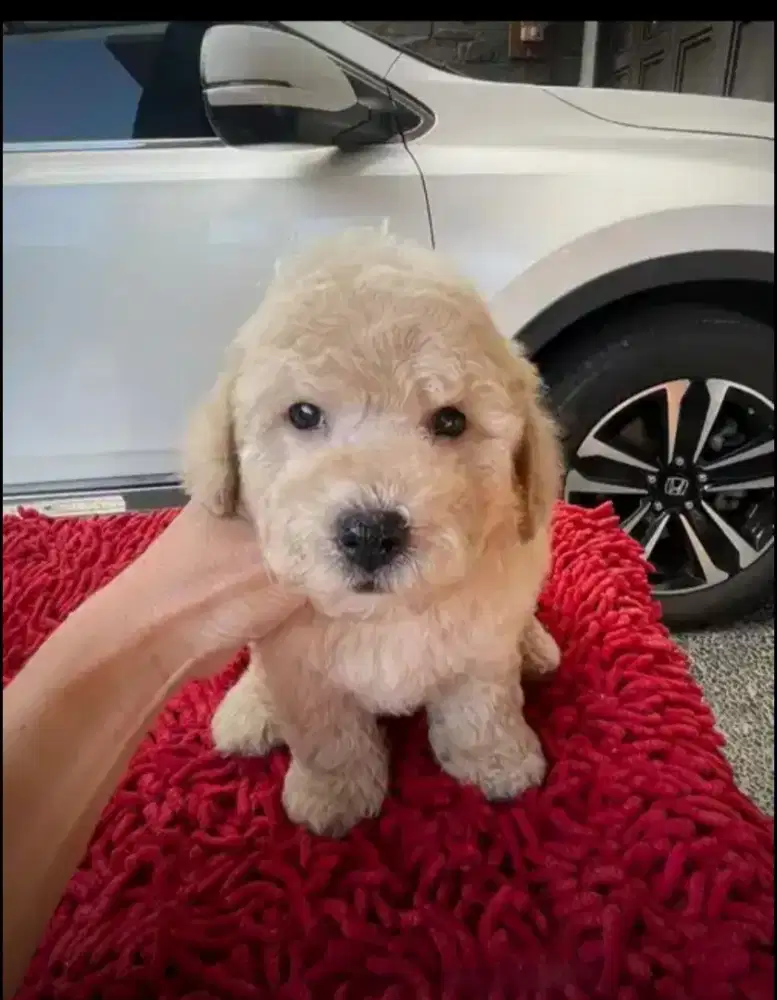 Apricot toy poodle jantan