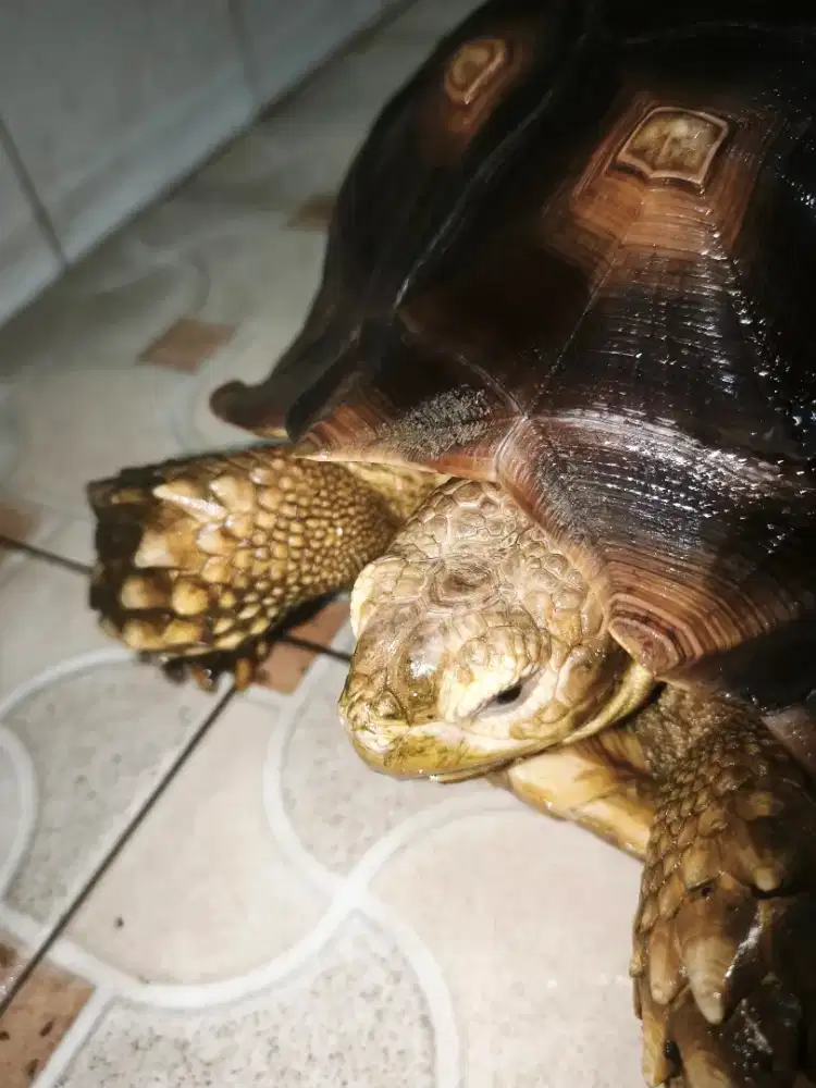 (For Sale) Kura-Kura Sulcata Betina