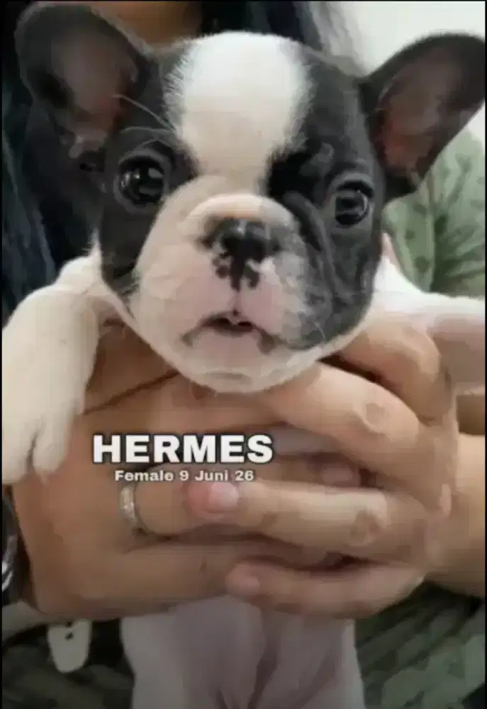 French Bulldog pied Betina