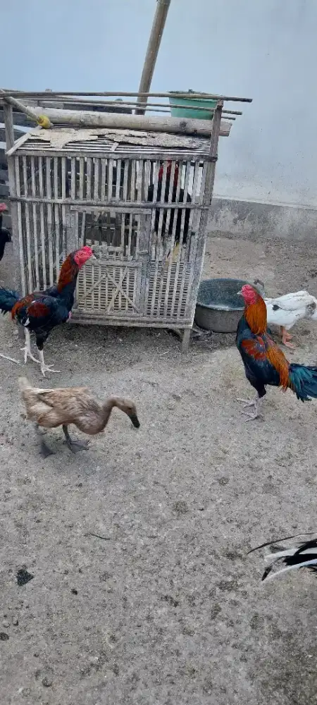 Kurangi ayam bangkok klasik..