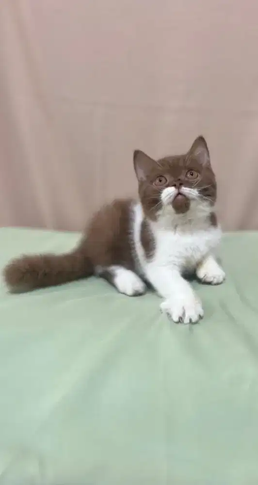 ANAK KUCING KITTEN BRITISH SHORTHAIR BSH BICO CINAMON JANTAN
