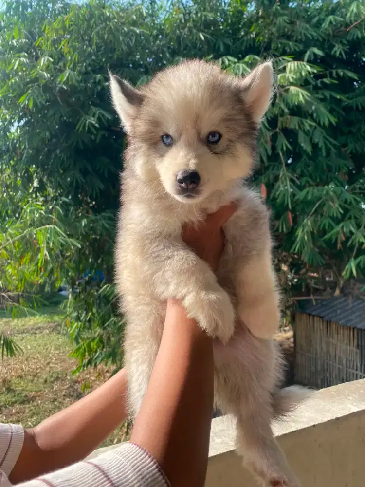 Siberian Husky Jantan 2 ekor