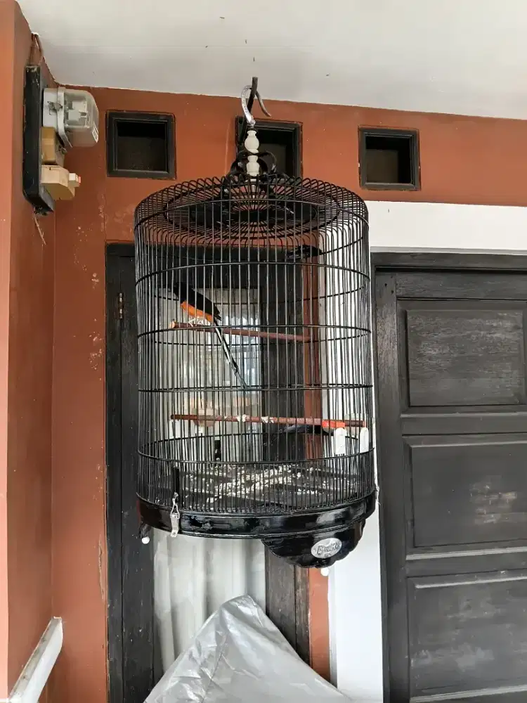 Burung murai batu pakai ring