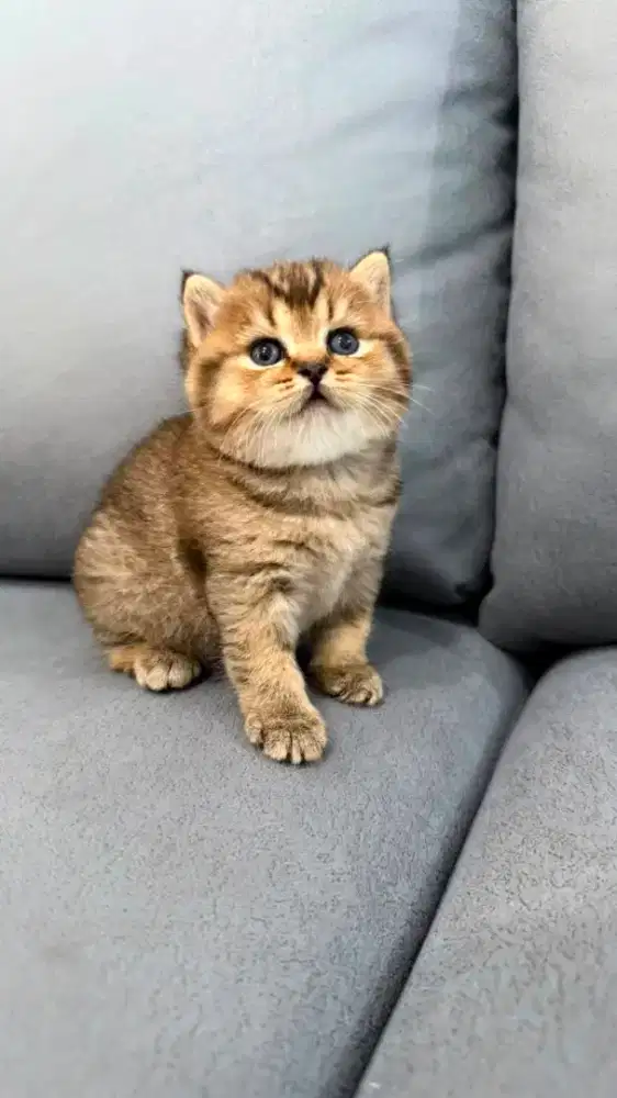 ANAK KUCING BSH BRITISH SHORTHAIR GOLDEN BLACK