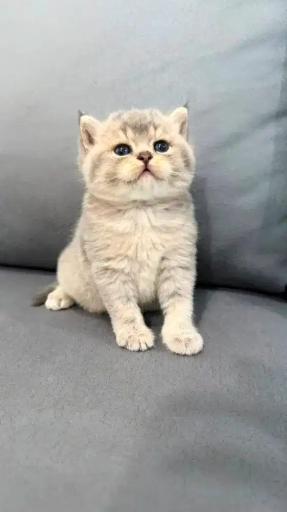 ANAK KUCING BRITISH SHORTHAIR BSH KITTEN GOLDEN BLUE