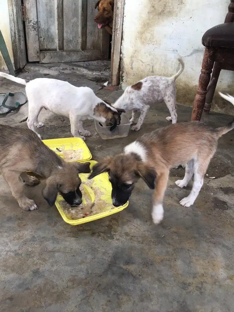 Anak Anjing Sehat Lincah Usia 3 bulanan Cocok Buat Jaga Rumah