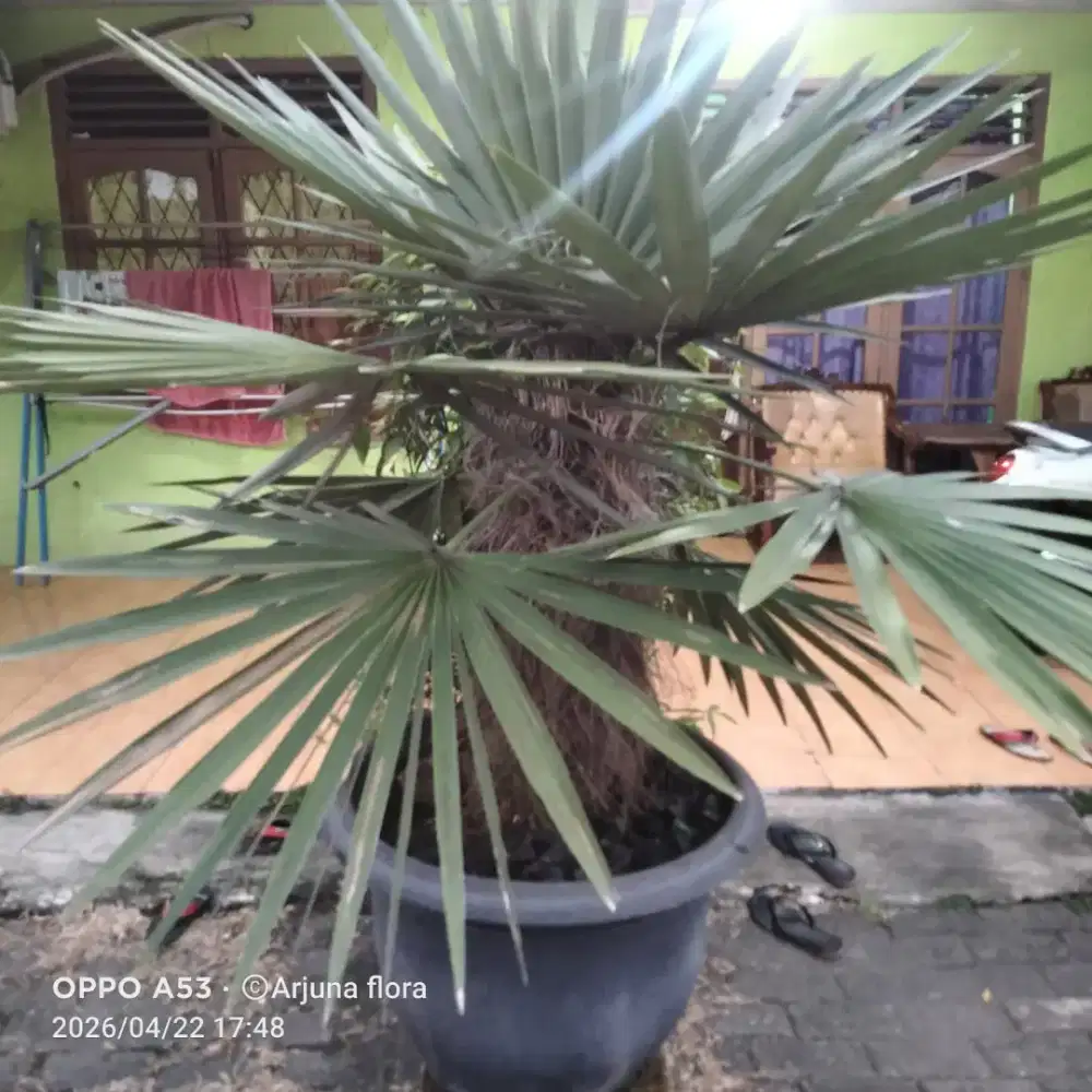 Dijual palem borhiana