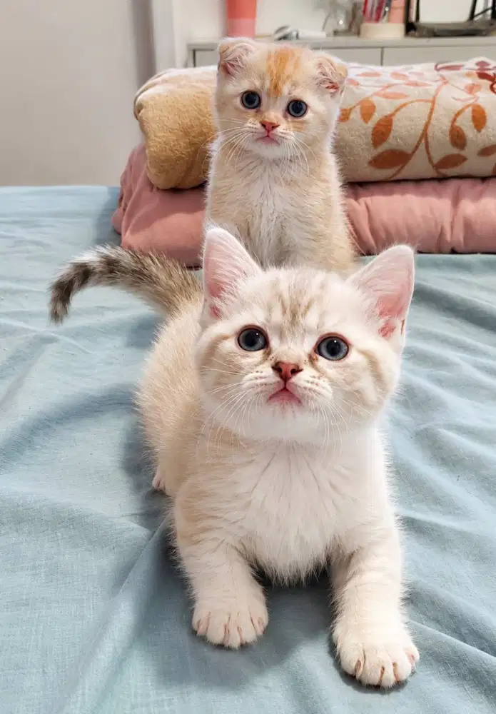 Munchkin Gaelic BSH Premium Quality