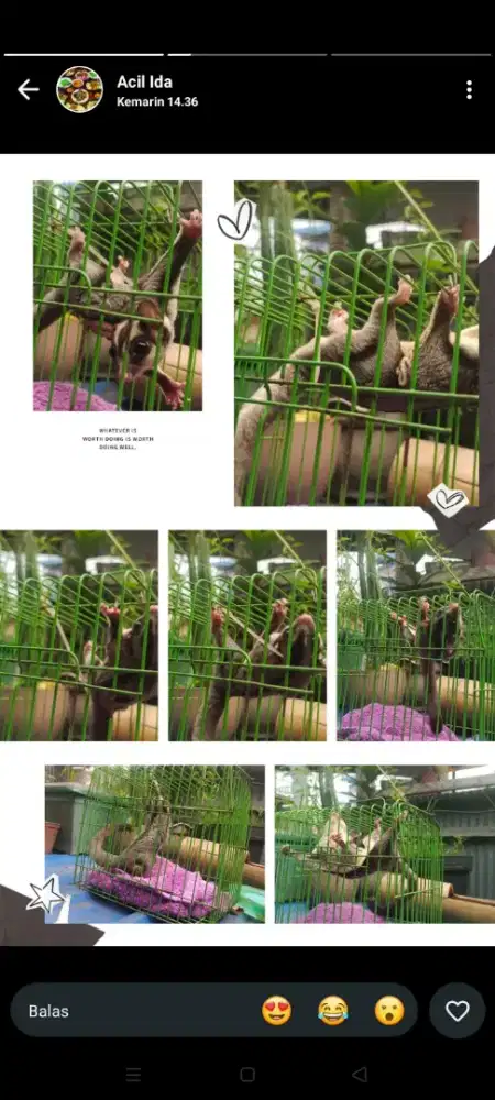 Dijual Sugar glaider