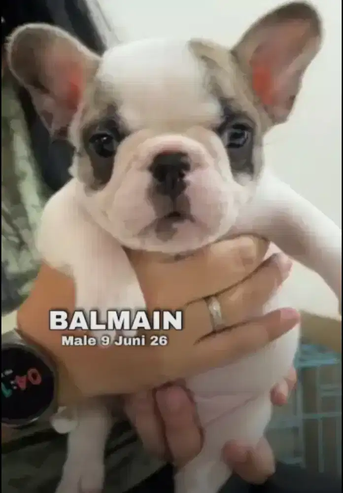French Bulldog pied coklat jantan