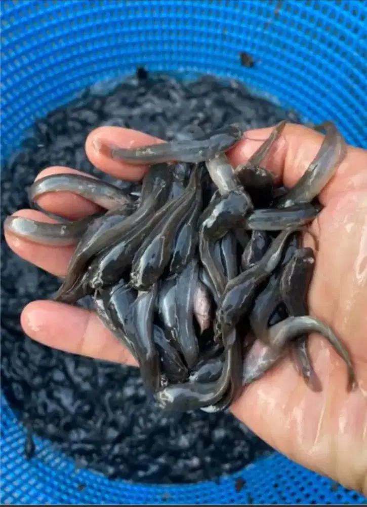 Bibit ikan lele (Berkualitas)