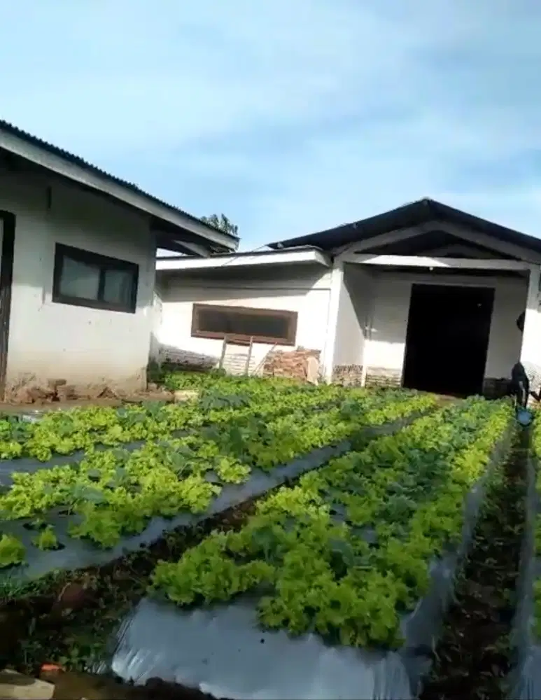 Tanah Dijual - tanah datar dan subur sudah berpagar dijual murah !