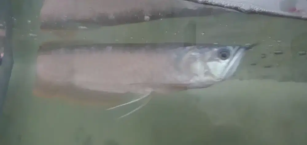 Jual ikan Predator