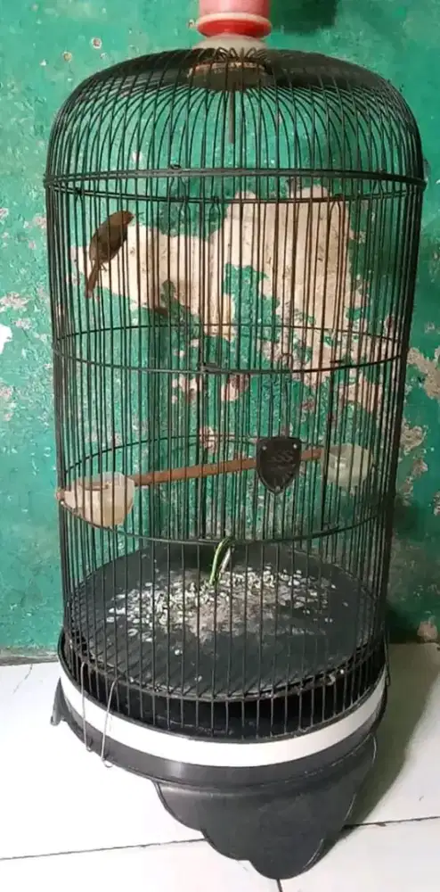 Burung beranjak atas