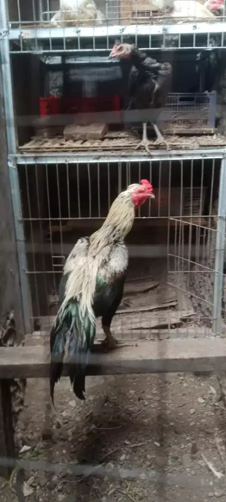 Jual cepat ayam bangkok pama ori khusus pacekan