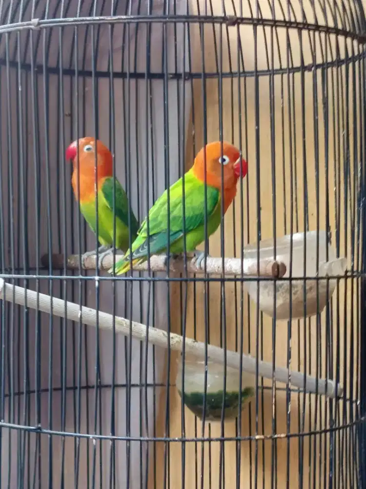 Lovebird balibu bio green