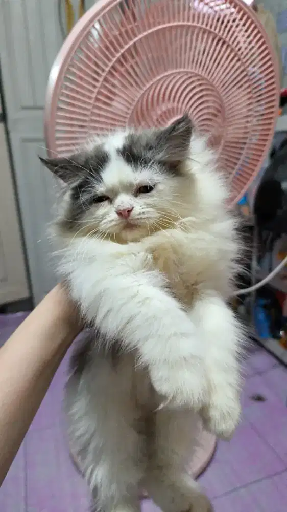 Adop kucing Persia bermahar