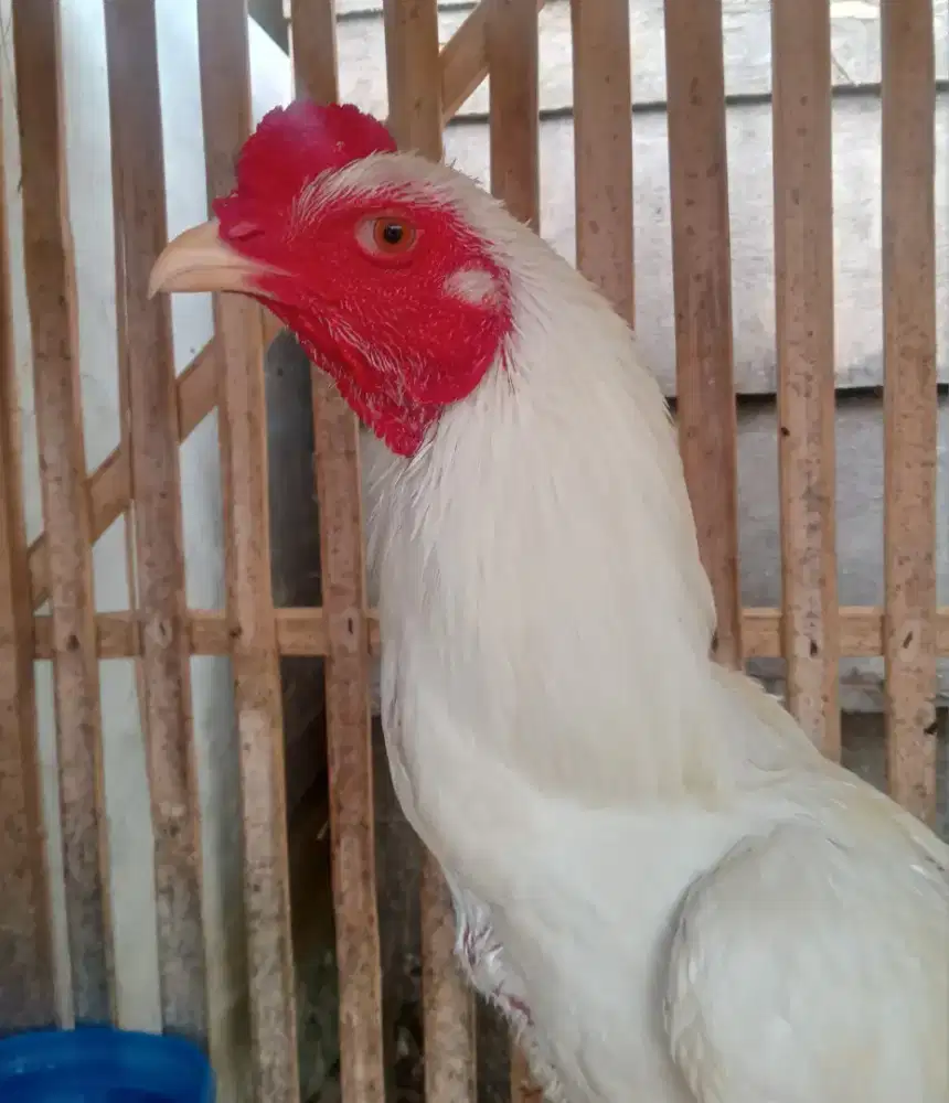 Ayam bangkok birngon