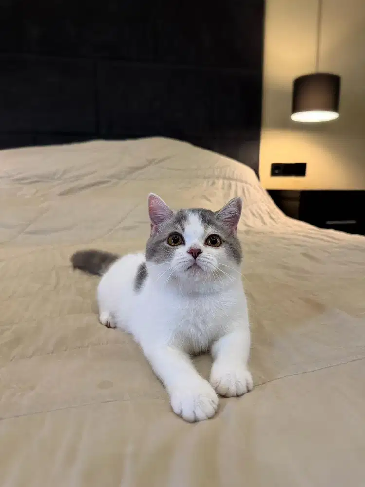 Kucing British Shorthair Calico Dilute FEMALE BSH SF