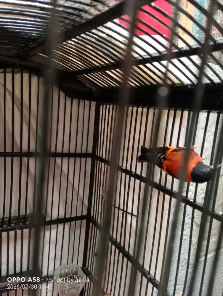 Burung Redsiskin klasik