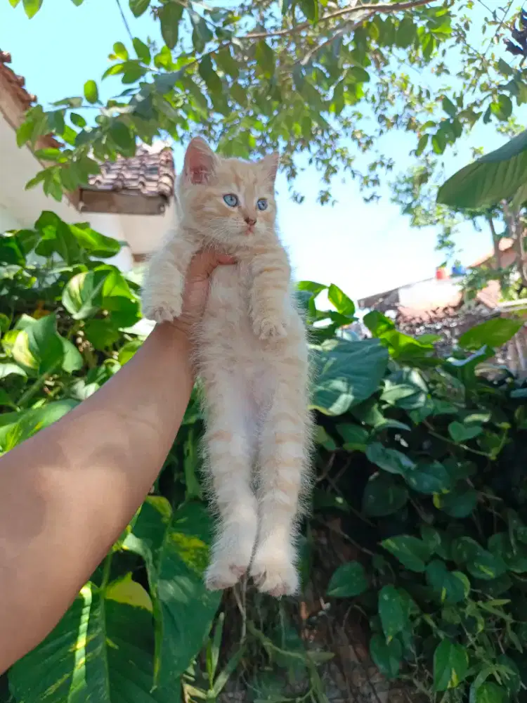 Kitten persia shorthair