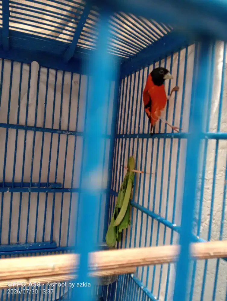 Burung redsiskin klasik