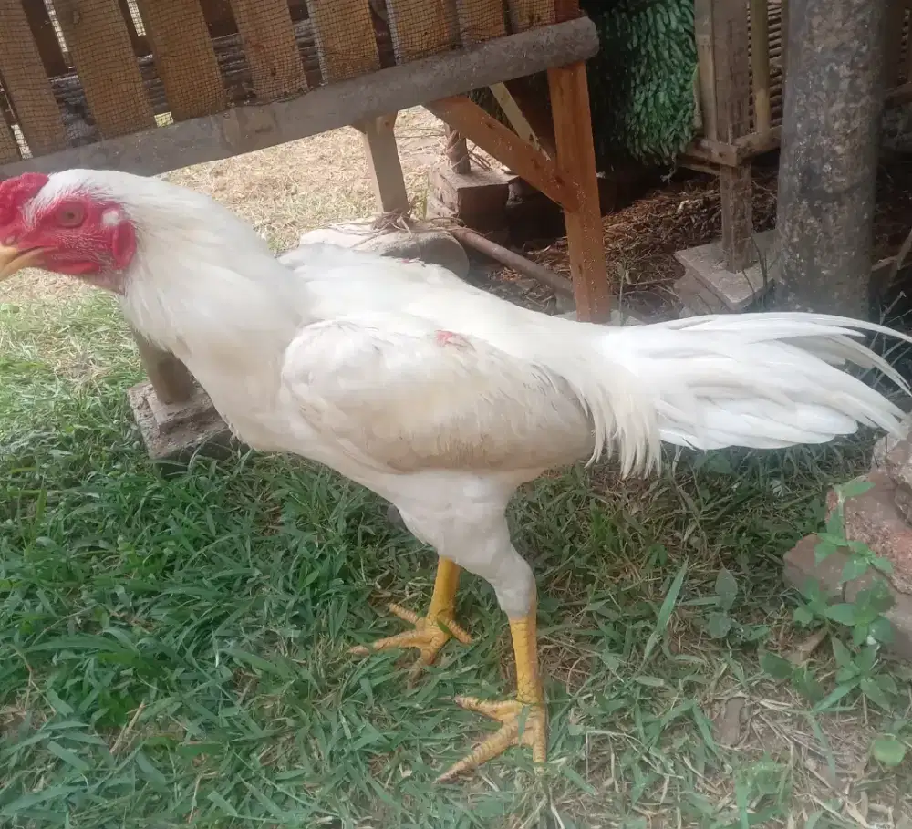 Ayam bangkok birngon