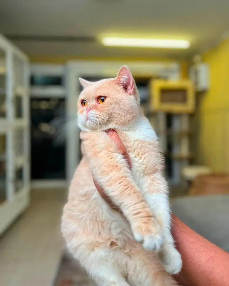 Kucing british shorthair bsh bicolor cream