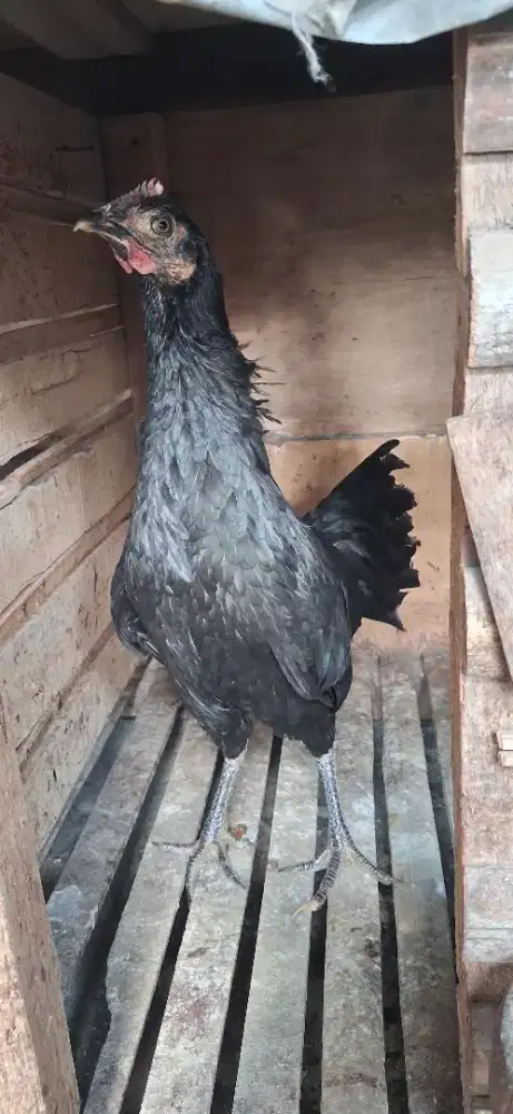 Ayam ketawa produksi