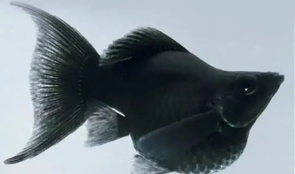 Ikan molly balllon black Haipin