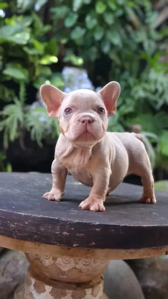 French bulldog exotic rare colour
