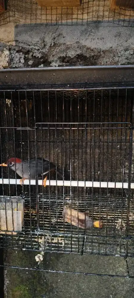 Poksay Mandarin voer