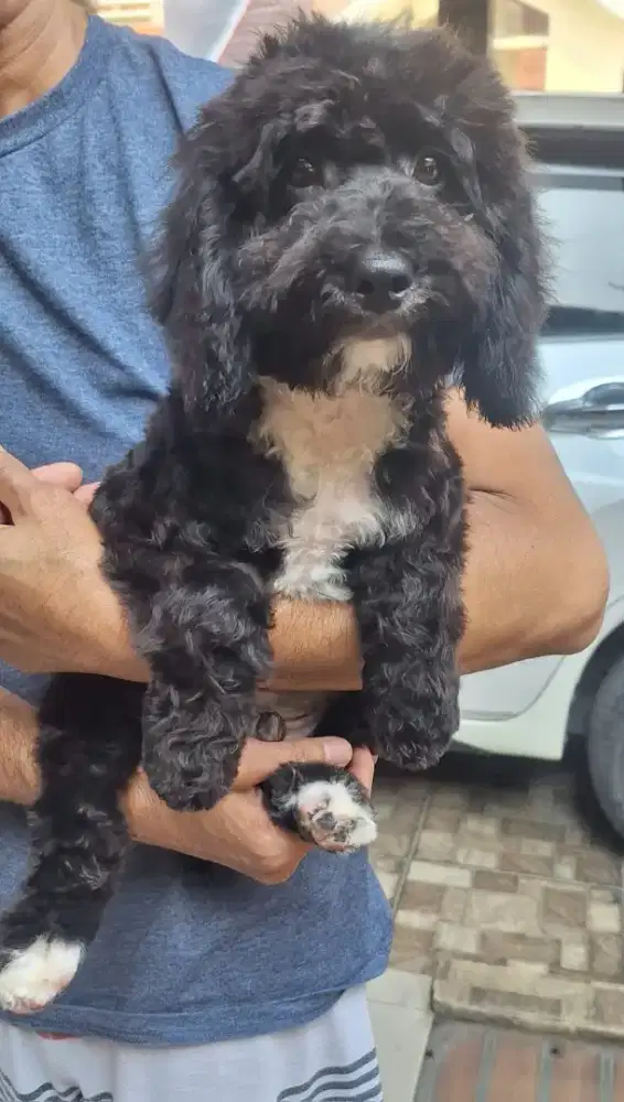 Anjing poodle pupies