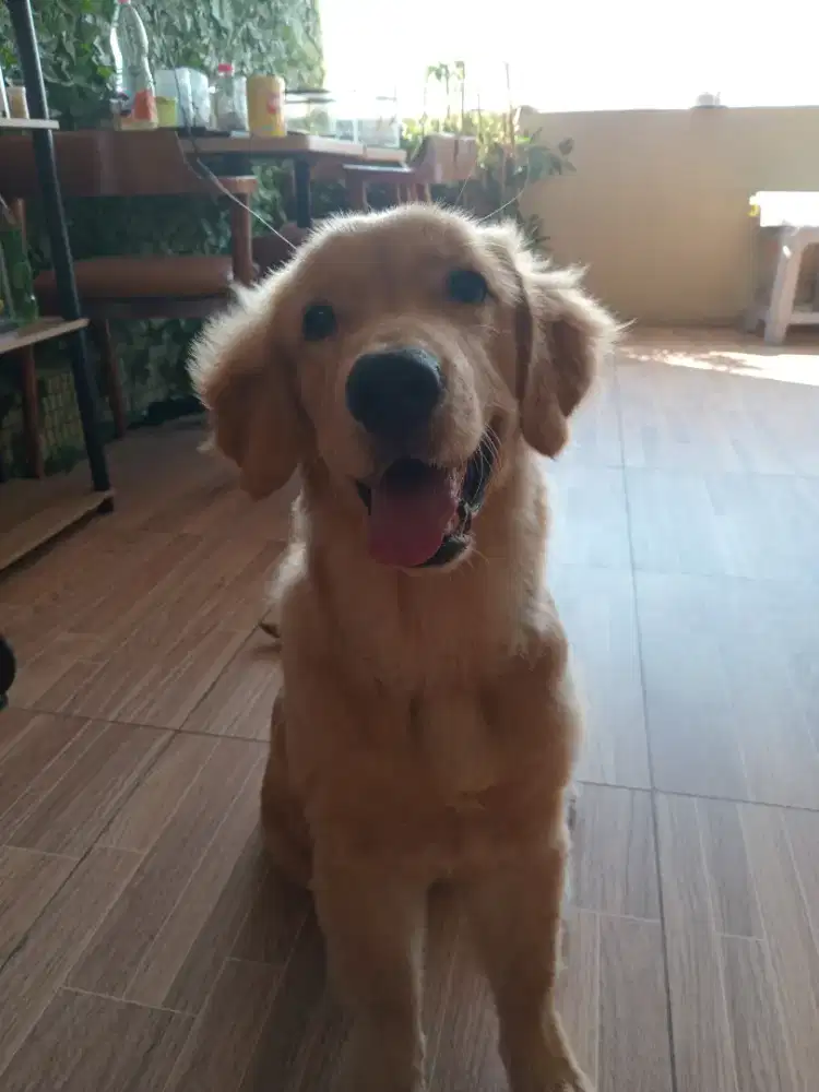 Golden retriver