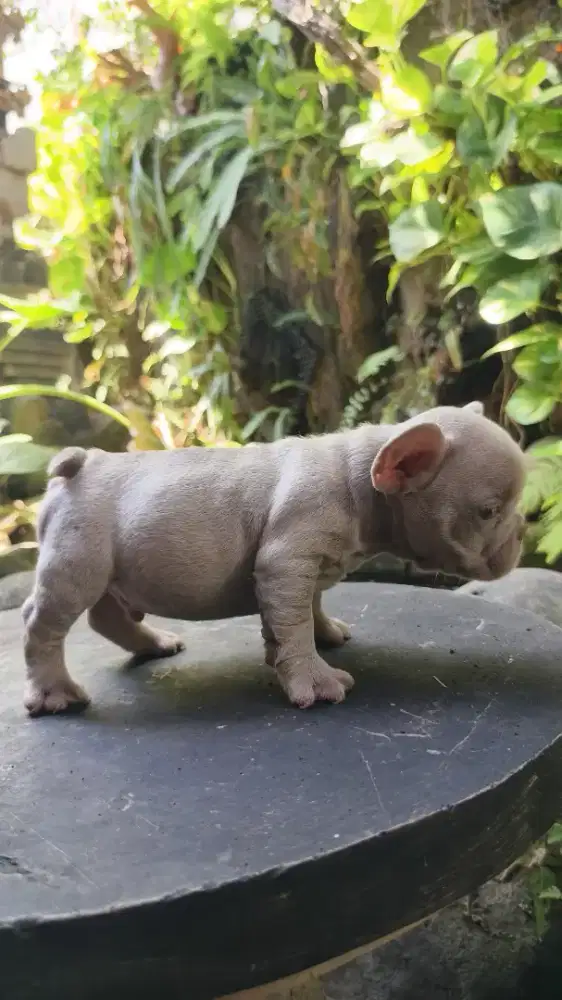 French bulldog exotic rare colour