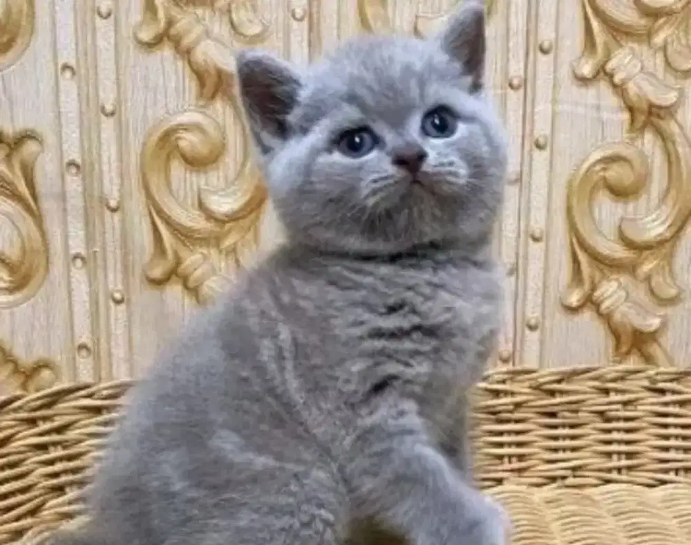 Kitten bsh blue solid