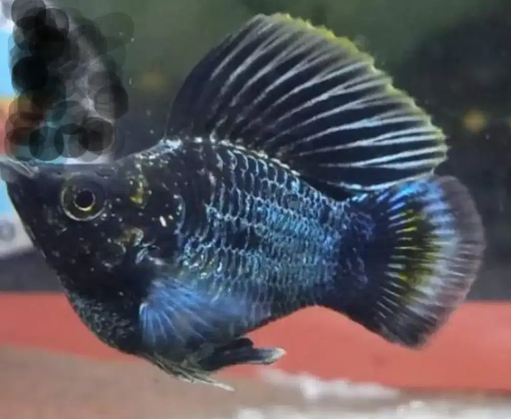 Ikan molly blue elektrik