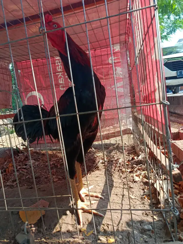 Ayam Jago Saigon campuran bangkok