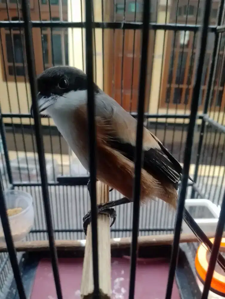 Burung cendet bulu baru