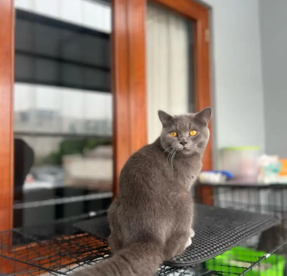 kucing BSH jantan pure