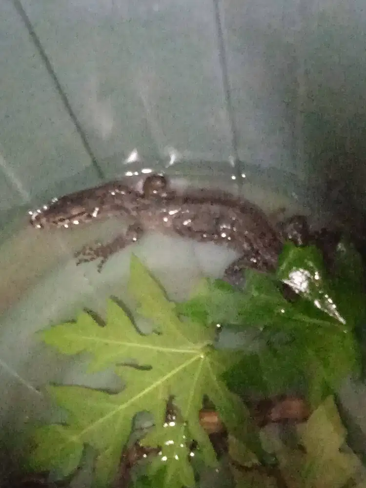 AnakaN Biawak 60cm