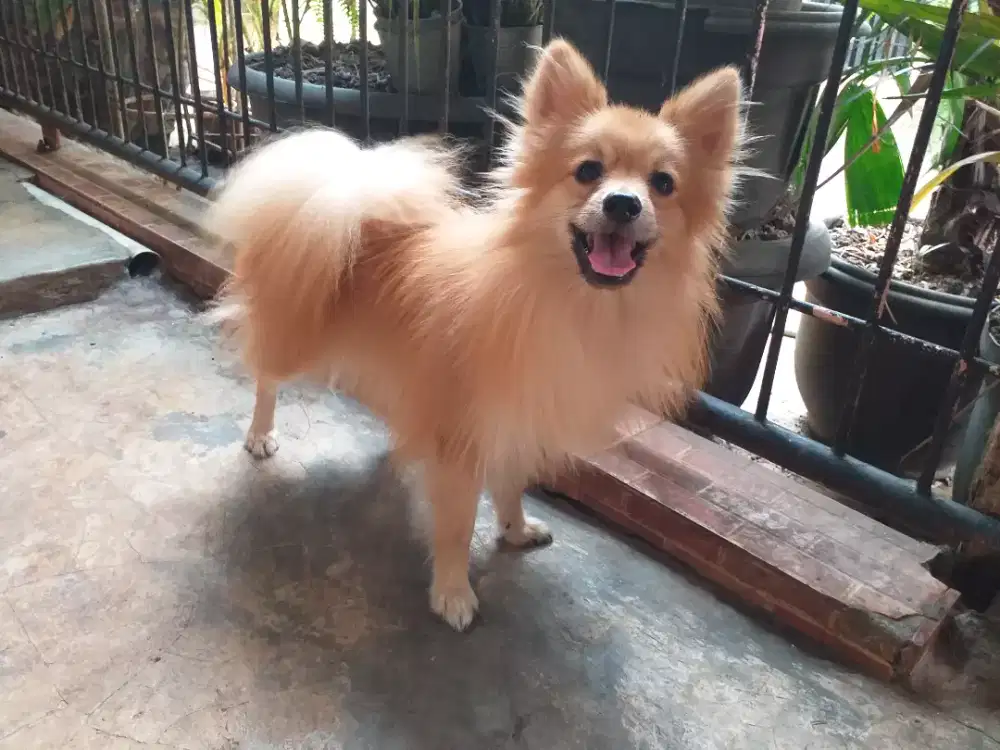 Pomeranian(German Spitz) jantan