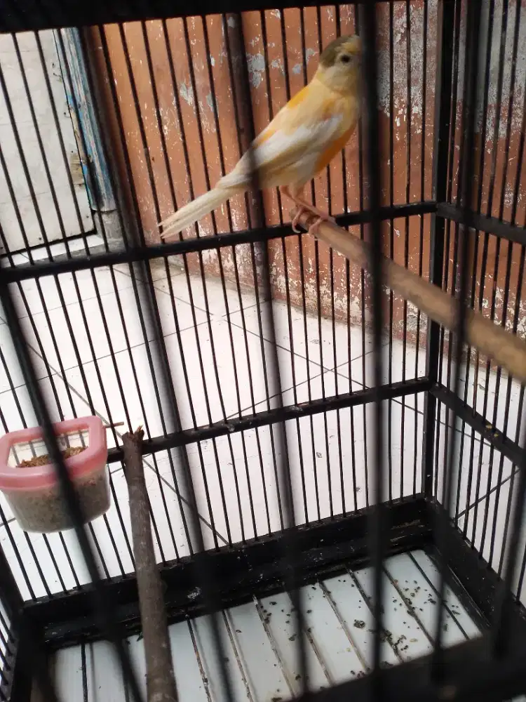 Kenari loper kuning wortel PAUD ngeriwik kasar