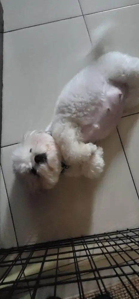 Lowongan untuk helper urus doggy