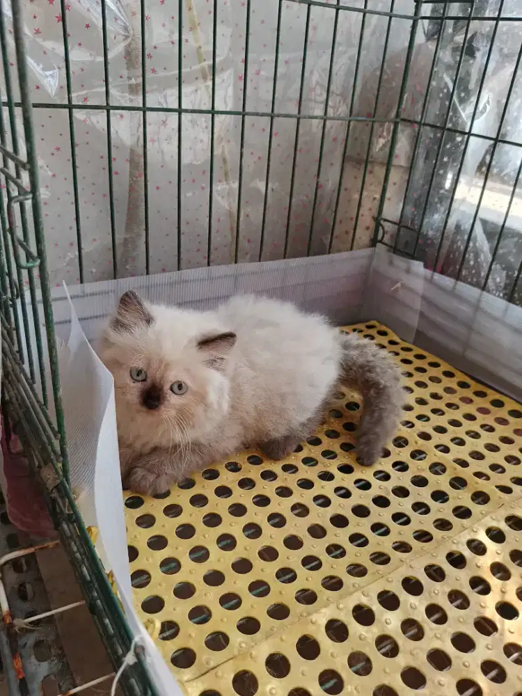 Kitten himalaya 2 bulan