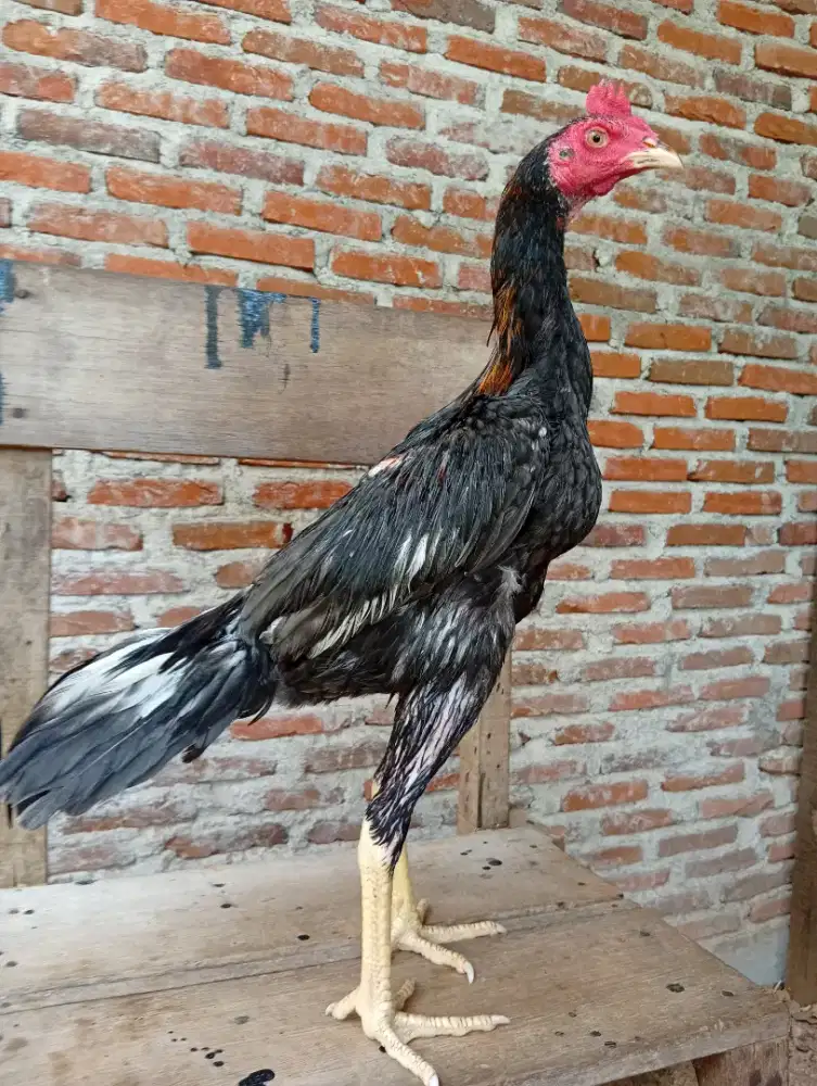 Ayam bangkok jantan