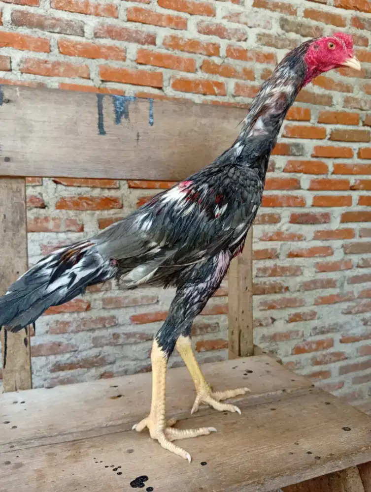 Ayam bangkok jantan muda