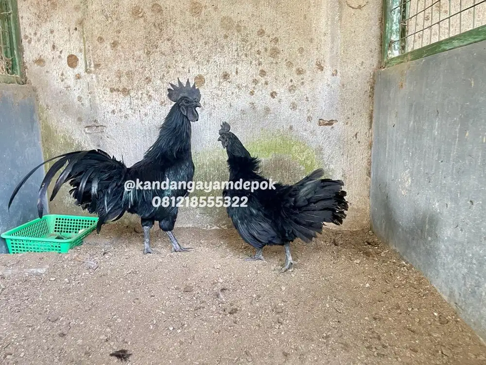 Ayam cemani sepasang